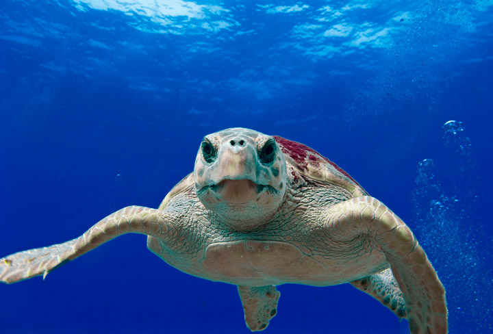 Reintroducción de la tortuga boba en Fuerteventura