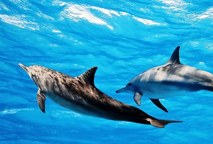 Avistamiento de cetáceos en Fuerteventura: Una experiencia maravillosa